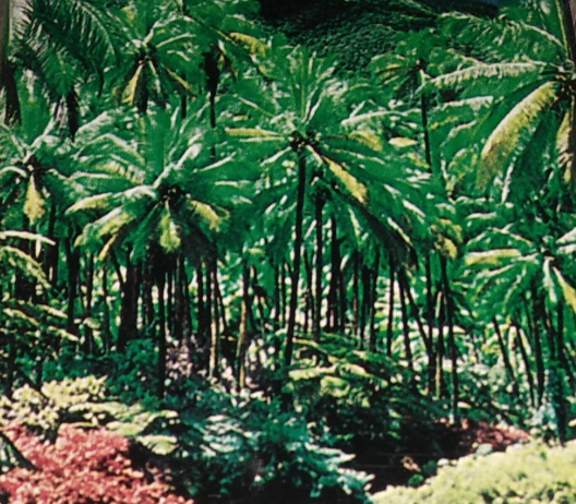 A forest in the room